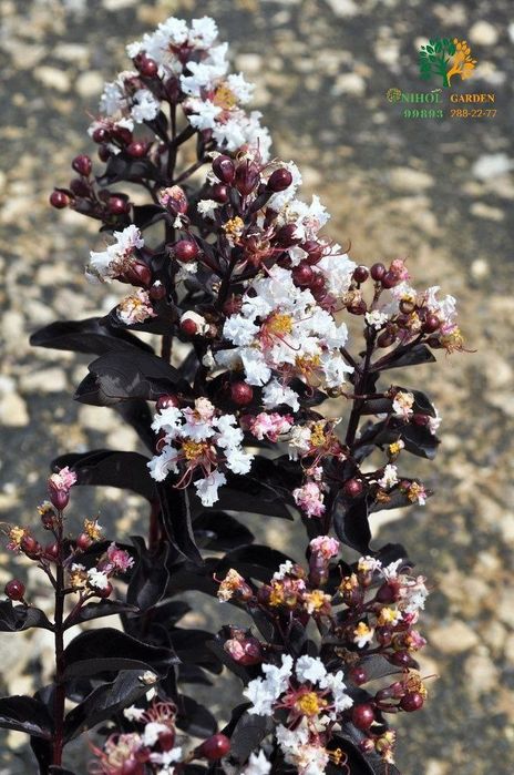 Кустарниклар бомба скидкада факат 8мартга кадар