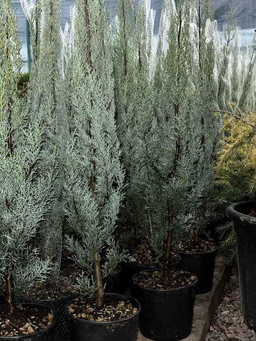 Аризонский кипарис 1 -1,20 m