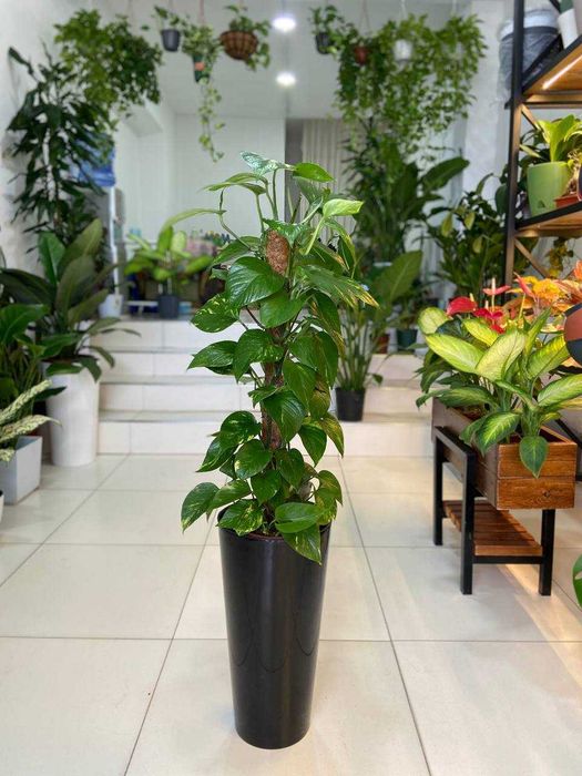 Комнатные растения для дома , ресторанов и офиса