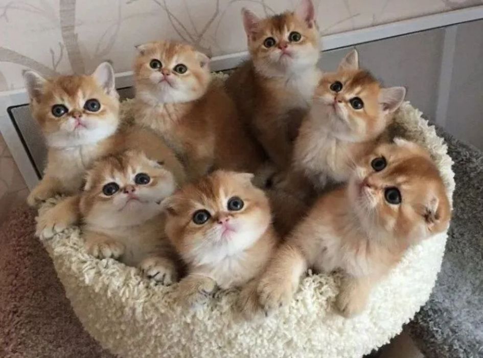 Продаются  Шотландские котята