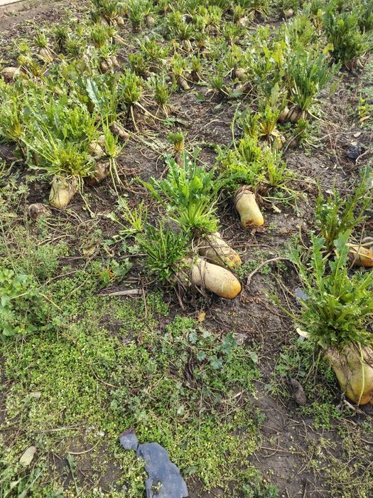 Vînd sfecla furajera,60 bani