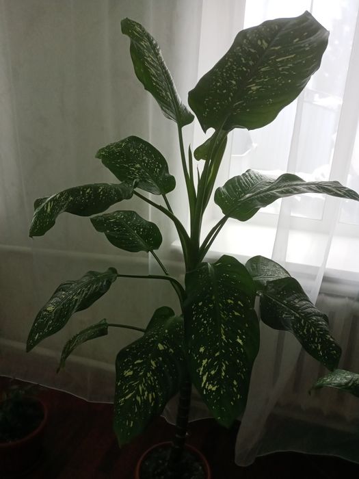 Диффенбахия пятнистая 10000