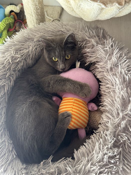 Отдам кота и кошку ( трлтко вместе)