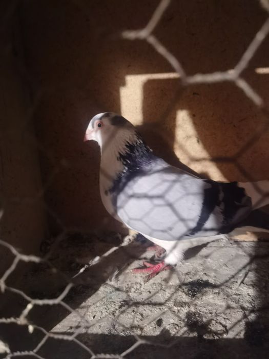 Vand sau schimb galateni