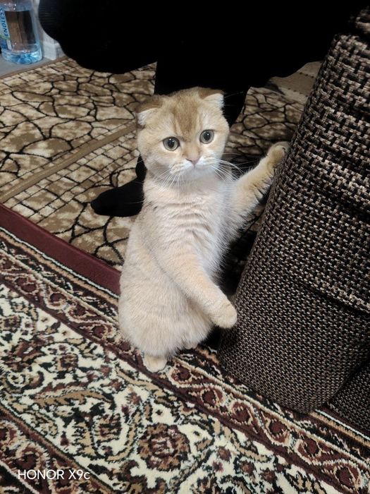 Шин шила золотая