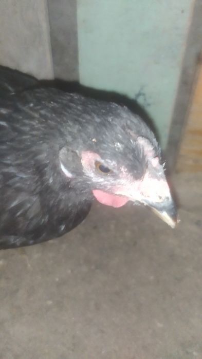 Qora shaxzoda joja 5 oylik vazni 1kilo gigant boʻladi narxi 149 ming
