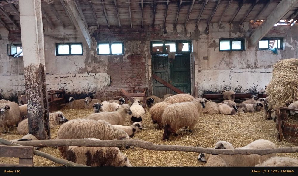 Vând oi cu miei langa ele