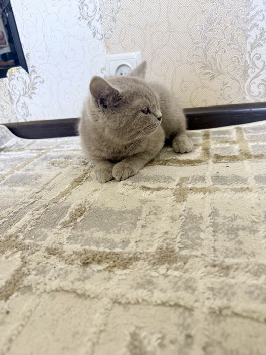 Скотиш страйт (Шоландская прямыми ушками)