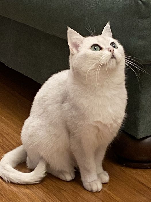 Продам Британскую шиншиллу