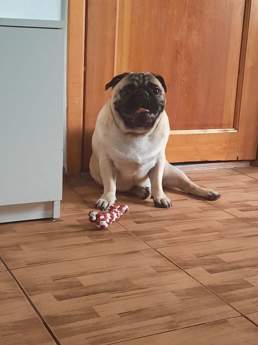 Вязка мопса Алматы