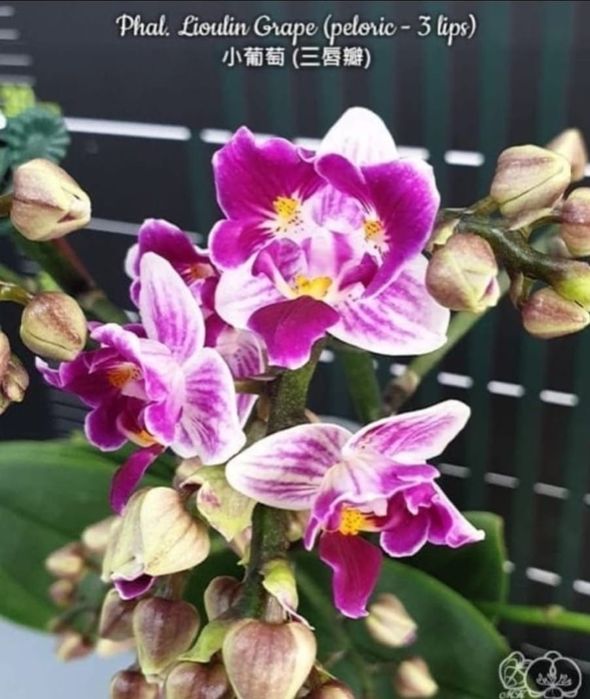 Сортовые орхидеи из Азии