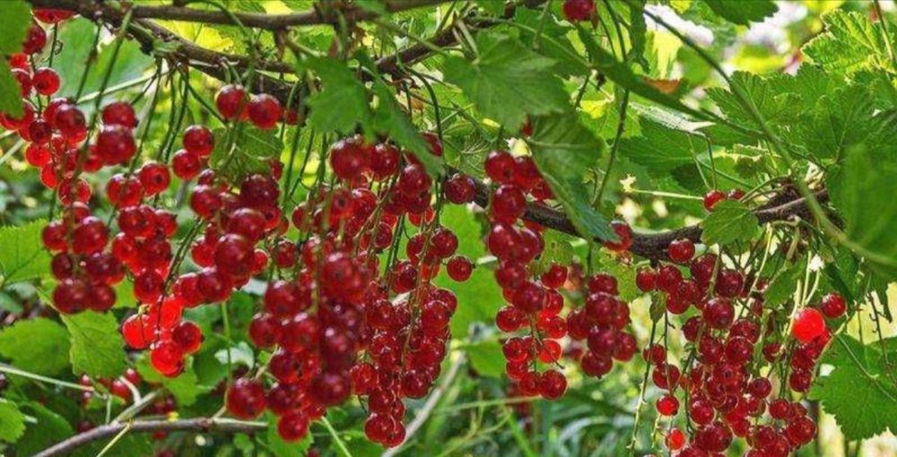 Саженцы крыжовник смородина черная красная читаем описание ВНИМАТЕЛЬНО