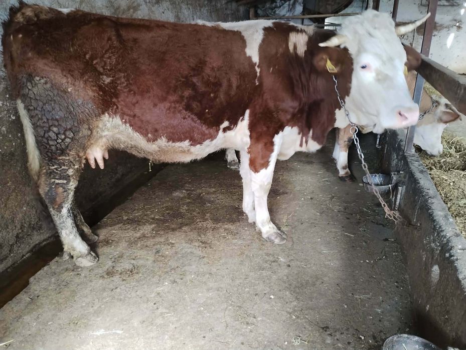 De vânzare Trei vaci si un Taur 
Trei vaci,  și un tăuraș 
Se vând Lot întreg nu separat

Pot ajuta cu transport 
Mai multe detalii în privat s-au  la