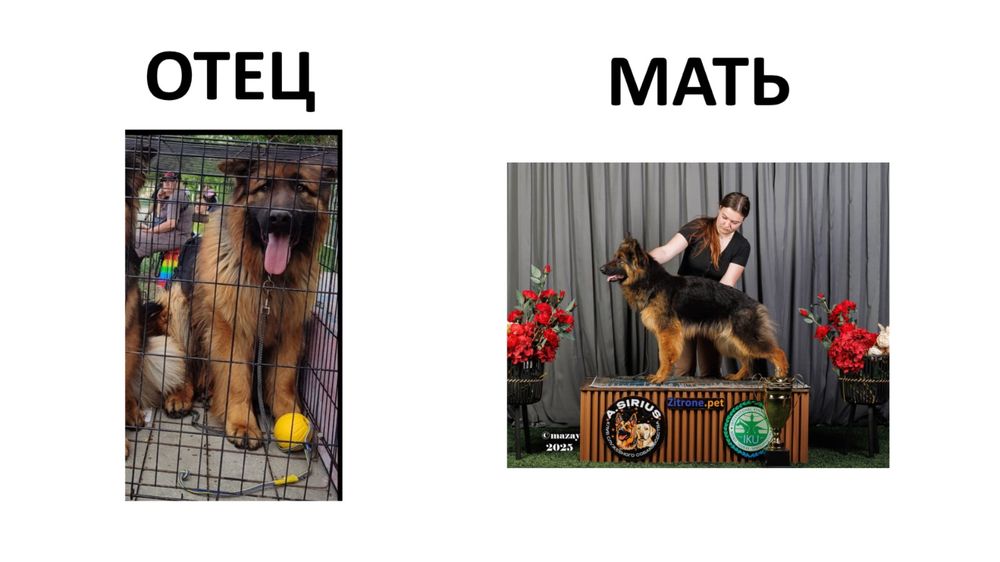 Продается немецкая овчарка 6 месяцев