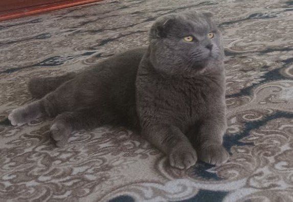 Срочно Сотилад Скотч Фолд Тозаси огл бола