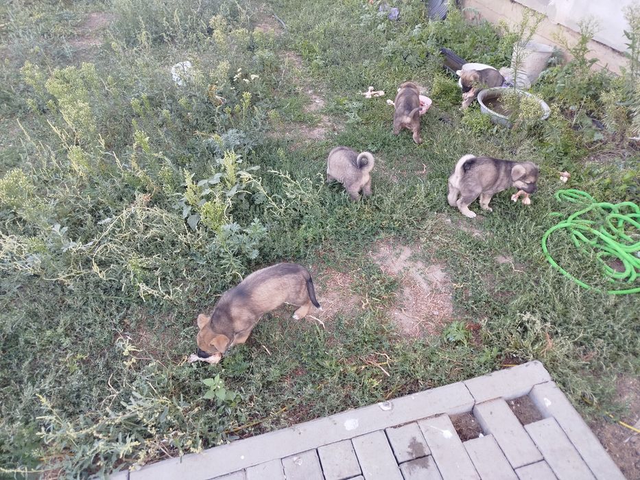 Кутята в надёжные руки