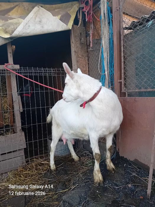 Vând iedută saneen