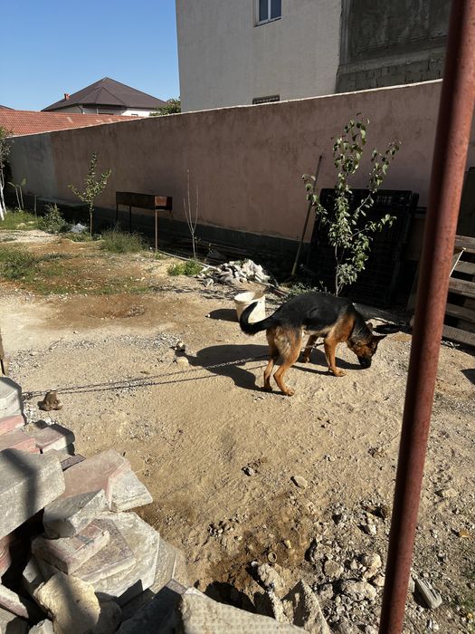 Продается немецкая овчарка