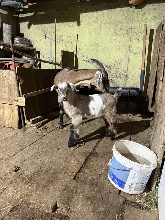 Нубийский парода лақ сатам срочна