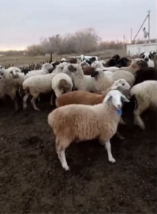 Продам или обменяю