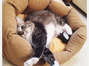 Лежак-домик для кошек