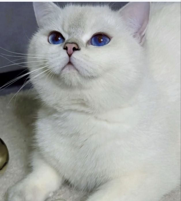 Вязкага Коби тоза порода