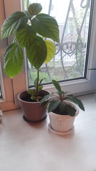 Комнатные цветы - алое лечебное