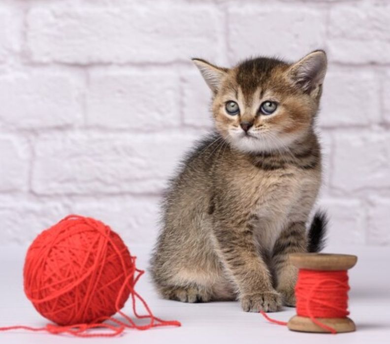 Шиншиллы Черное золото