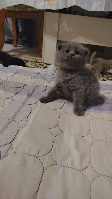 Продаётся котята