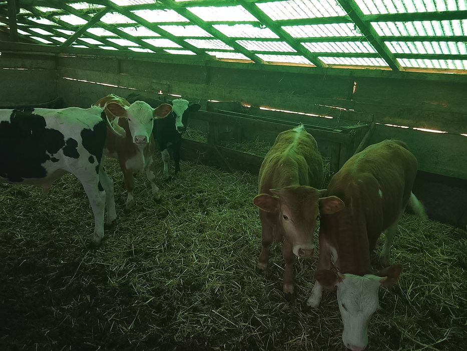Vând viței mari detalii la Nr 0749487088