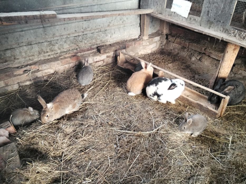 Продаются крольчата