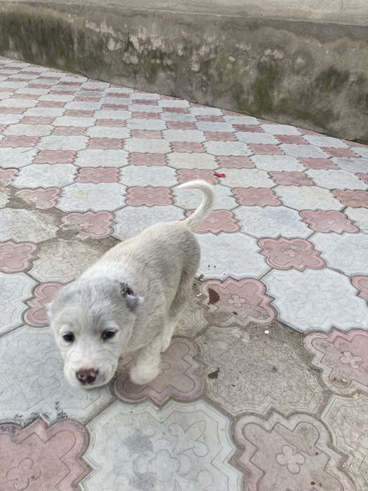 Продается щенок Алабай,сучка