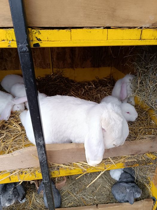 Vand iepuri berbec german