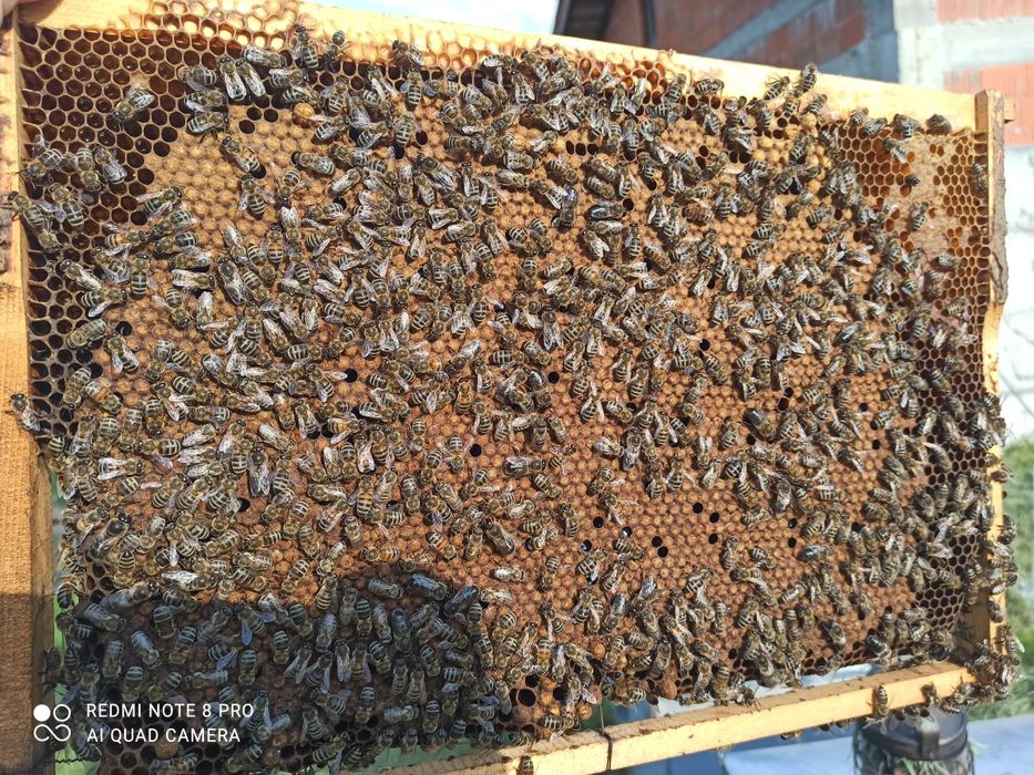 Matci Carpatine-2026-(se emite documente PNS)