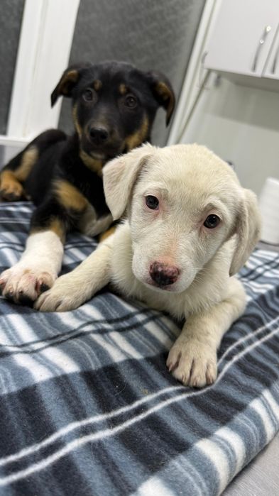 Щеночки девочки бесплатно