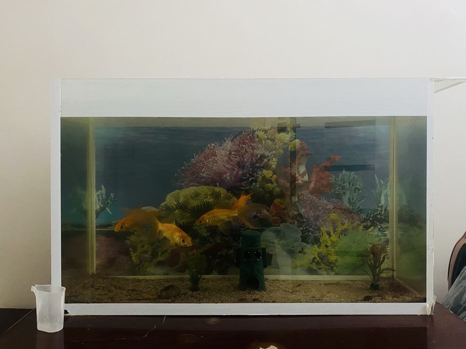 Аквариум с рыбками