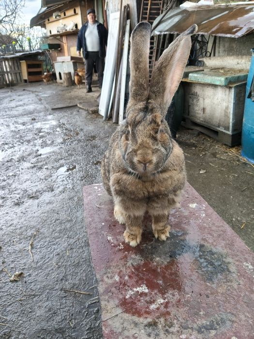 Disponibil mascul și femele de uriaș german