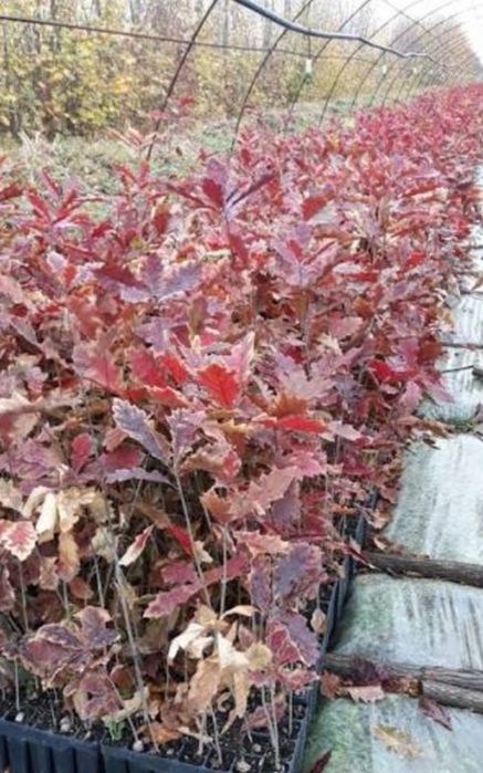 comercializăm puieți de salcâm pentru împădurirea terenurilor degradat