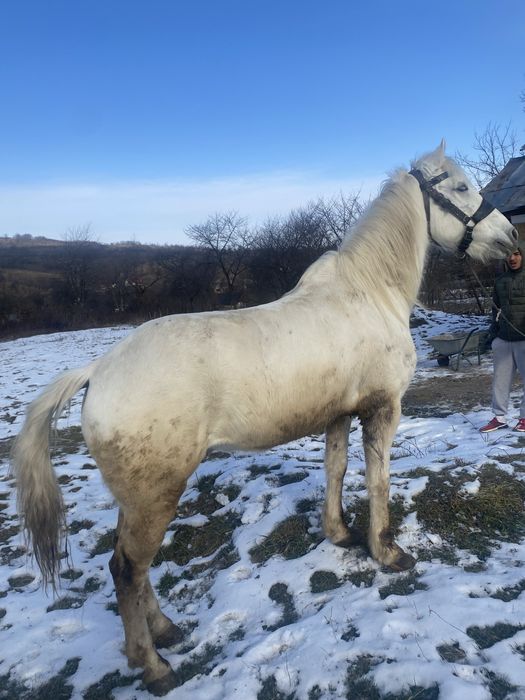 Vand cal  de tras probe la fata locului detali n privat pret 4500 lei