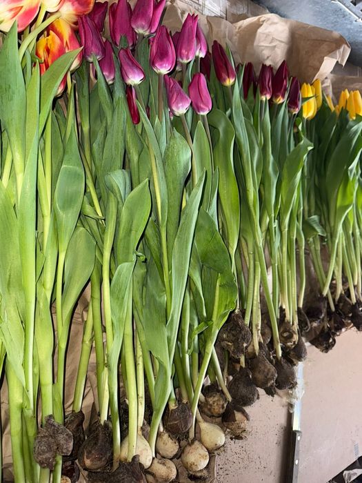 Оптом Тюльпаны Астана