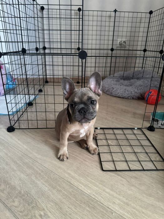 Французский бульдог девочка