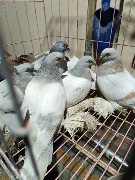 Голуби домашние разные
