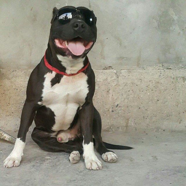 Pitbul qoshish uchun