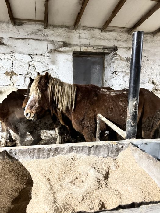 Соғымға жылқылар сатылады