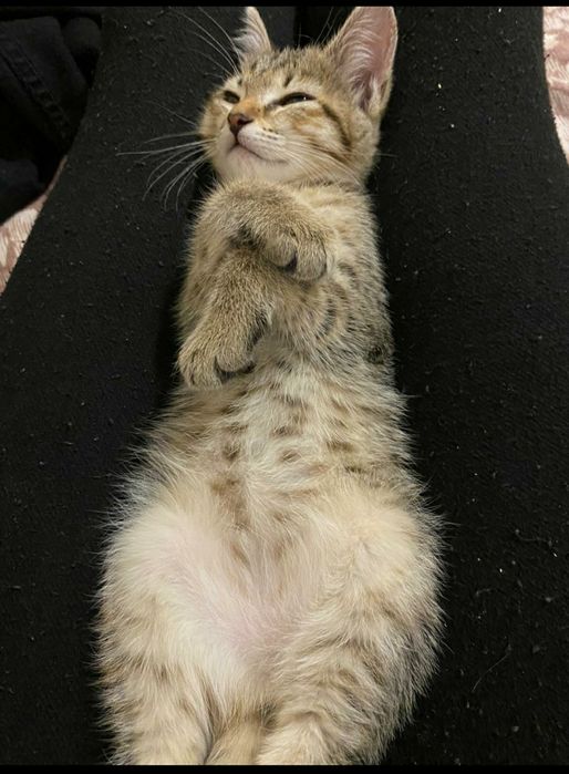 Пропала кошка, Юго-восток