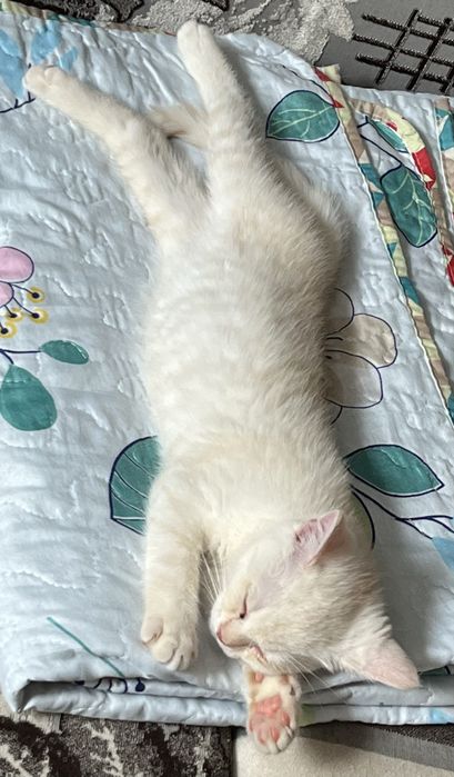 Котенок 3 месяца