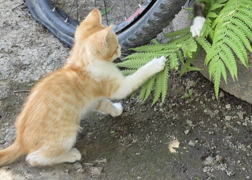 Милые котята крысоловы