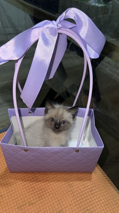 очен красивий котёнок