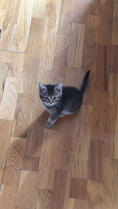 Котенок 2 месяца