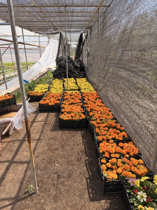 Гуллар Бананза ва Тайгес Шафран Райхонлар